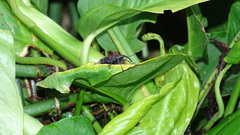 Cactophagus duplocinctus