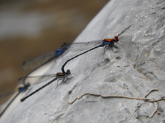 Argia cuprea