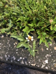 Tridax procumbens image