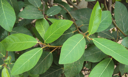 Ficus racemosa