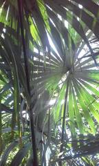 Sabal mauritiiformis