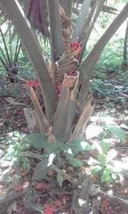 Sabal mauritiiformis