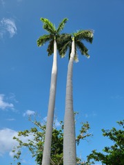 Roystonea borinquena