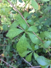 Angiospermae