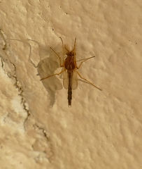 Chironomus crassicaudatus