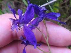 Delphinium hesperium