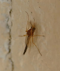 Chironomus crassicaudatus