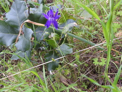 Delphinium hesperium