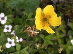Geum calthifolium