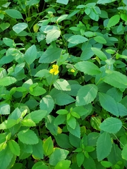 Impatiens pallida