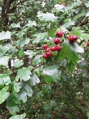 Crataegus