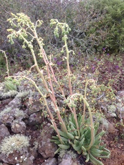 Dudleya cultrata