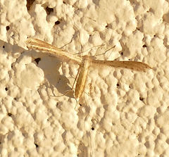 Exelastis montischristi