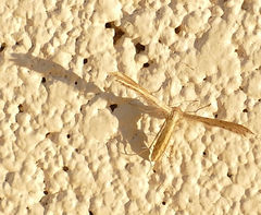 Exelastis montischristi