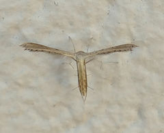 Exelastis montischristi