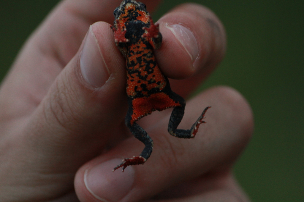 Orejas-Miranda Redbelly Toad