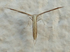 Exelastis montischristi