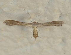 Exelastis montischristi