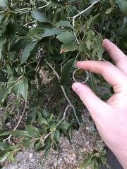 Populus × acuminata