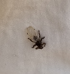 Lipoptena depressa