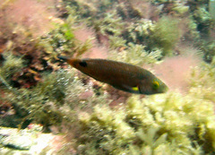 Symphodus mediterraneus