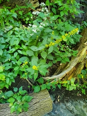 Solidago flexicaulis