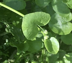 Ranunculus bonariensis
