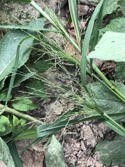 Panicum dichotomiflorum dichotomiflorum