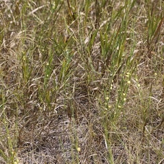 Antistrophus pisum