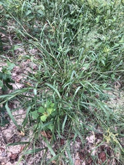 Panicum dichotomiflorum dichotomiflorum