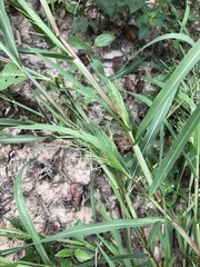 Panicum dichotomiflorum dichotomiflorum