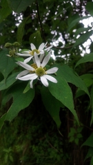 Montanoa frutescens