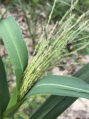 Panicum dichotomiflorum dichotomiflorum