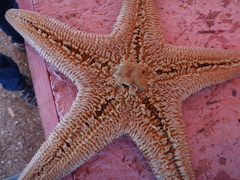 Tethyaster canaliculatus