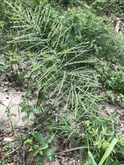 Leptochloa panicoides