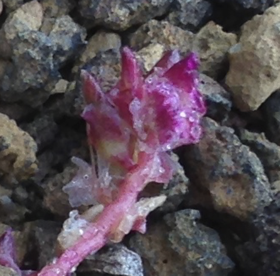 Image of Calyptridium arizonicum by (c) Adam J. Searcy, some rights reserved (CC BY)