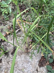 Leptochloa panicoides