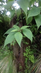 Montanoa frutescens