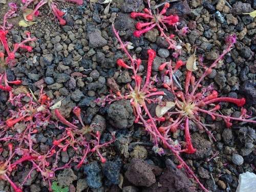 Arizona Pussypaws (Calyptridium arizonicum)