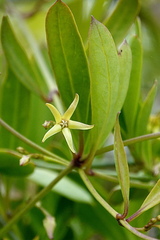 Vincetoxicum carnosum