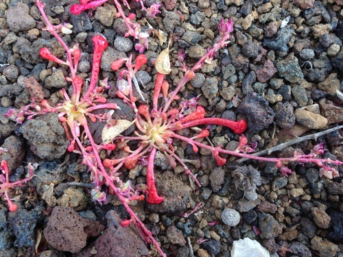 Image of Calyptridium arizonicum by (c) Adam J. Searcy, some rights reserved (CC BY)