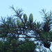 Bristlecone Hemlock - Photo (c) Aaron Liston, some rights reserved (CC BY), uploaded by Aaron Liston