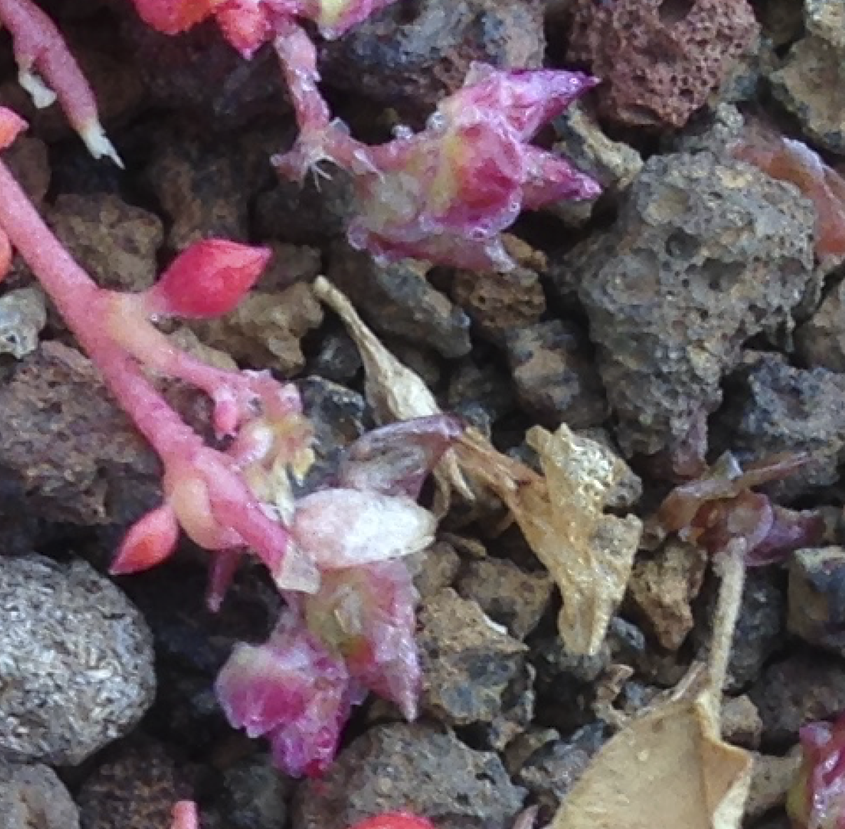 Image of Calyptridium arizonicum by (c) Adam J. Searcy, some rights reserved (CC BY)