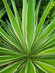 Furcraea selloana