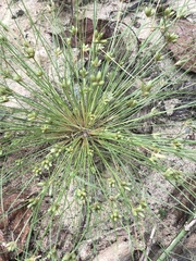 Fimbristylis vahlii