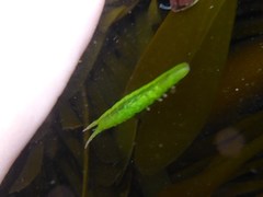 Pentidotea kirchanskii