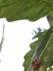 Andricus nigricens