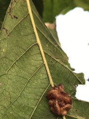 Andricus nigricens