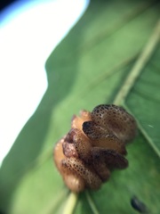 Andricus nigricens