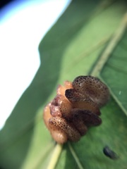 Andricus nigricens